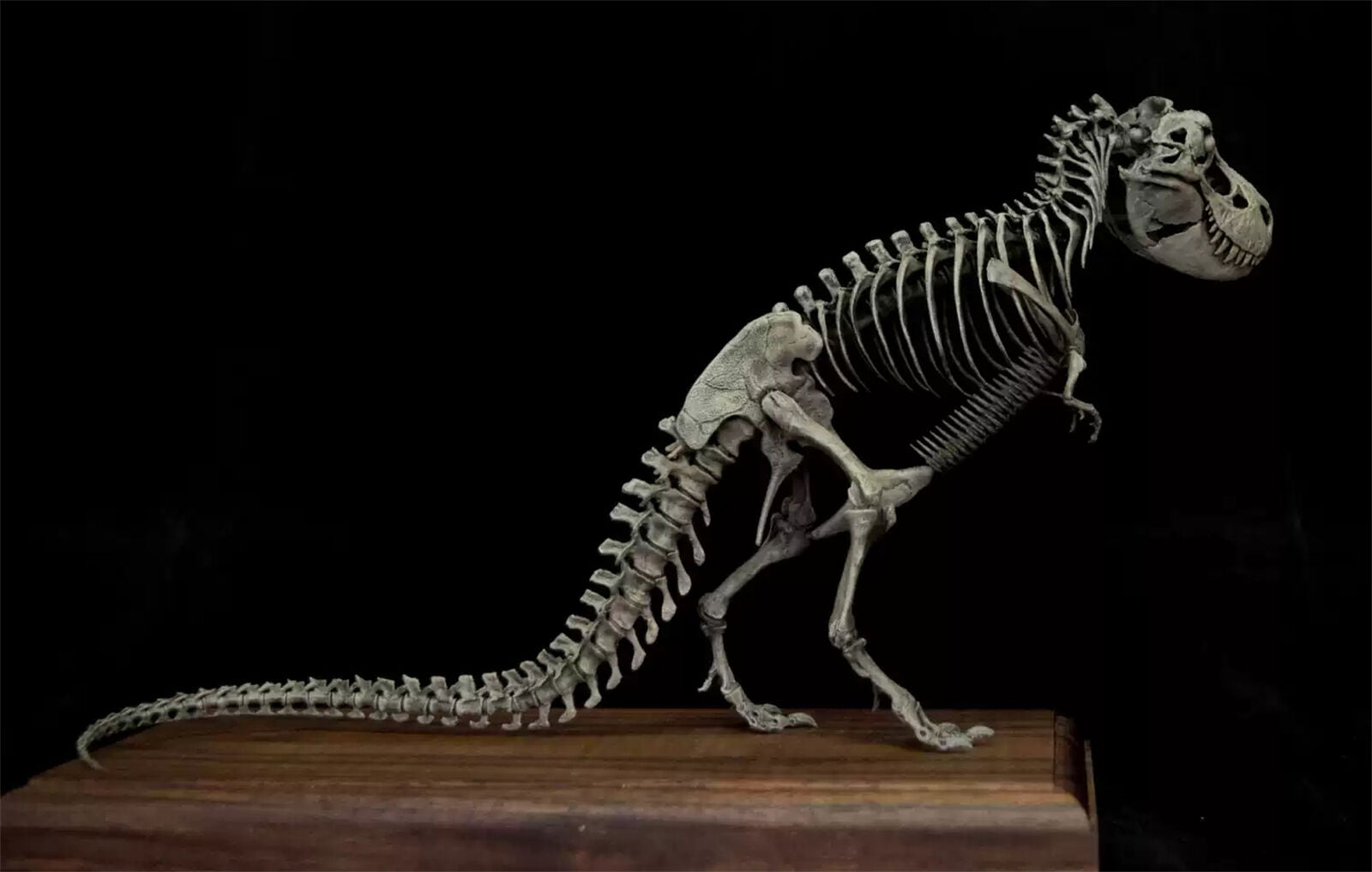 VWUVWU 1/35 Standing Tyrannosaurus Skeleton Model