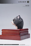 Mostoys 1/6 Felis Catus Head Figure