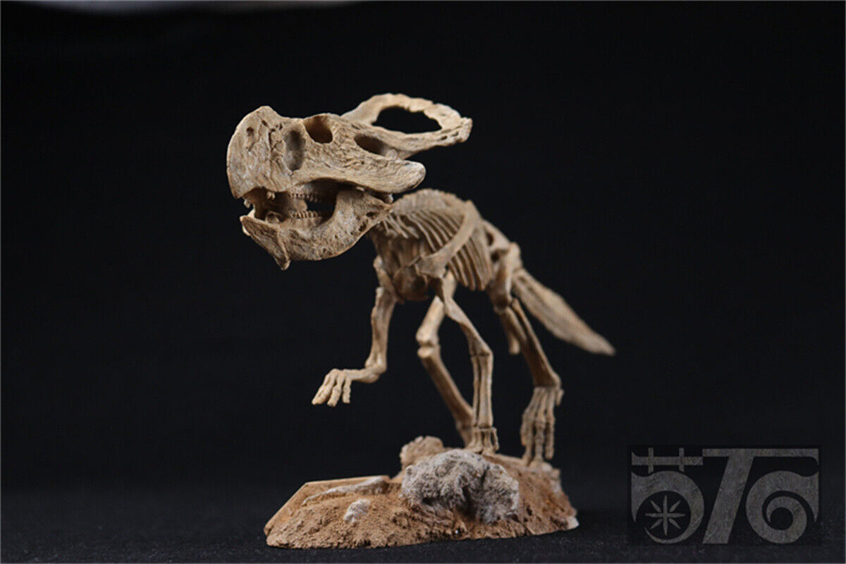 1/10 Protoceratops Skeleton Model