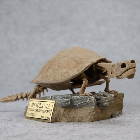 1/10 Meiolania Skeleton Model