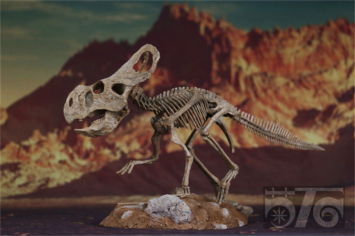 1/10 Protoceratops Skeleton Model