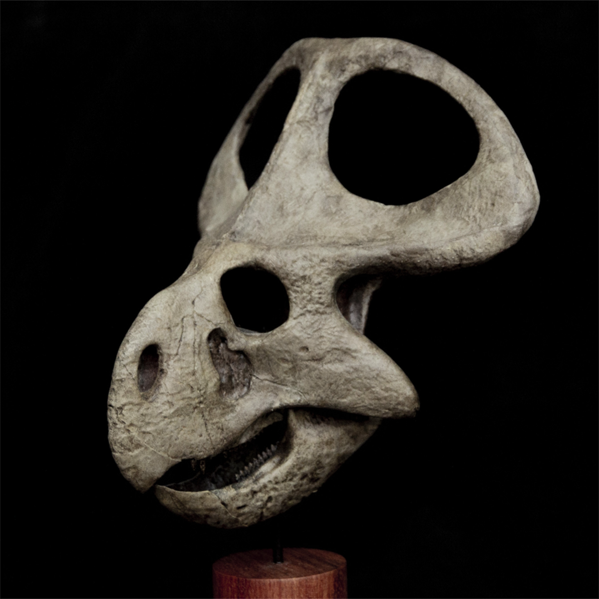 Protoceratops Skull Model