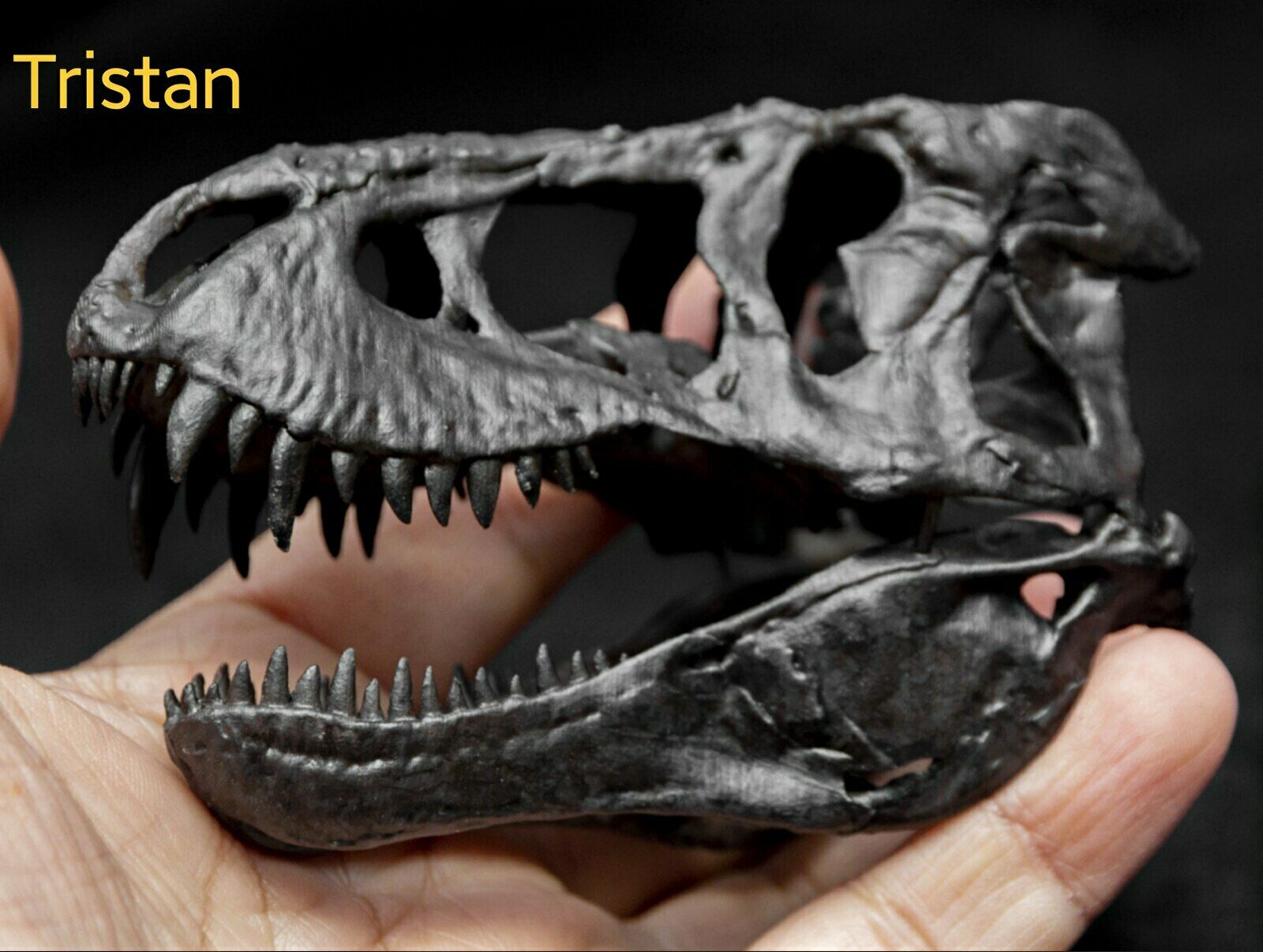 Tyrannosaurus Skull Model