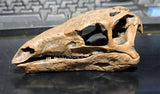 1/10 Stegosaurus Skull Model