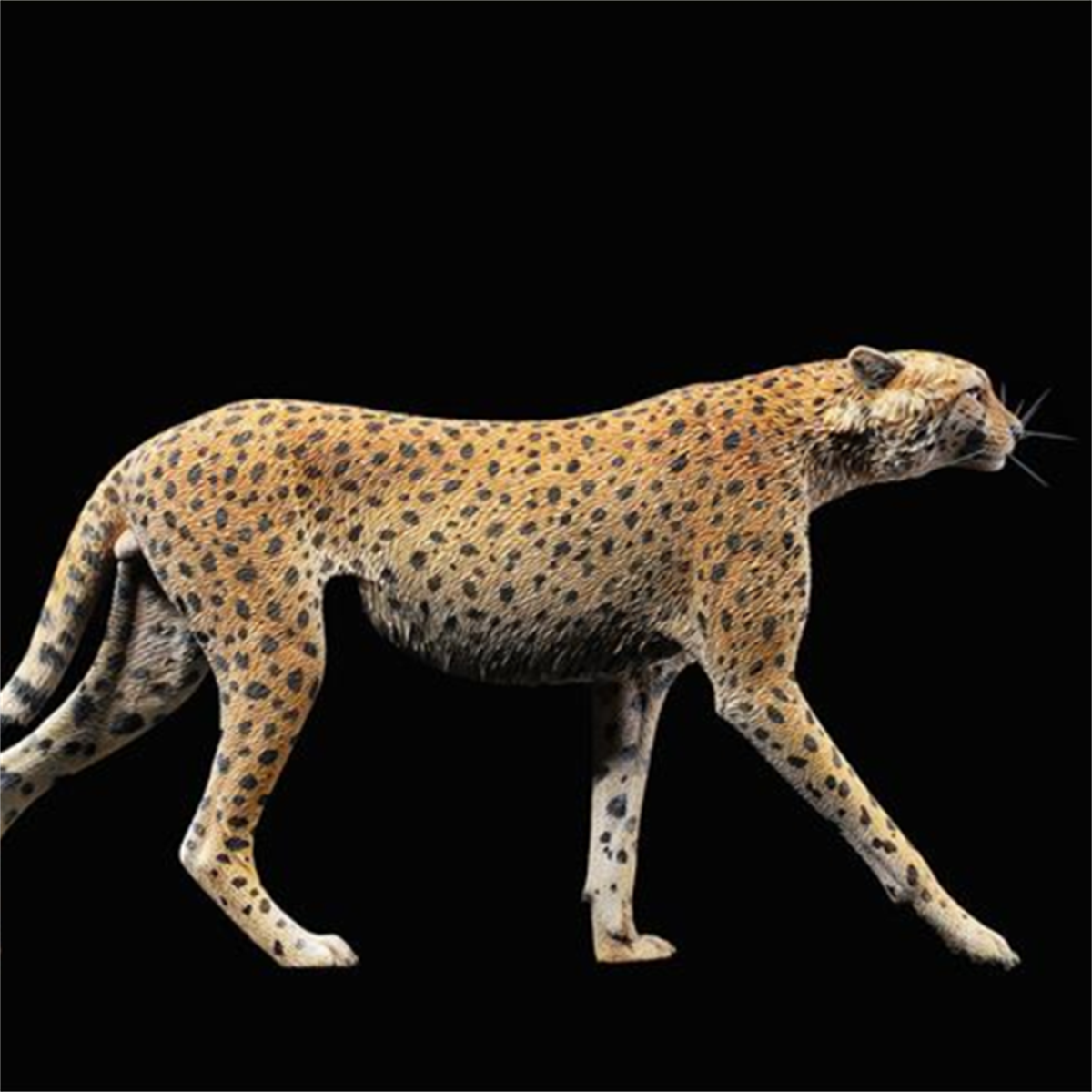 JXK 1/6 Acinonyx jubatus King Cheetha Model