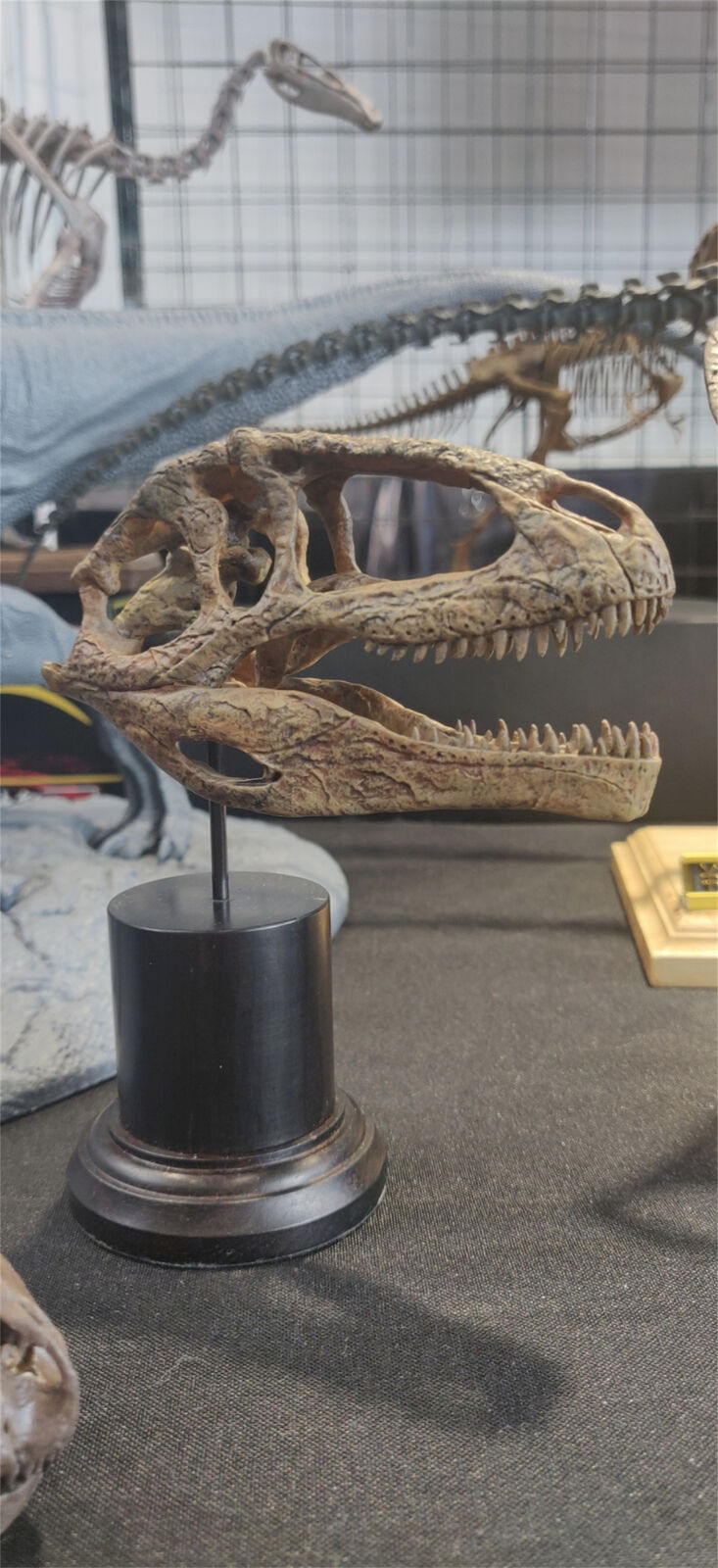 Giganotosaurus Skull Model