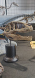 Giganotosaurus Skull Model