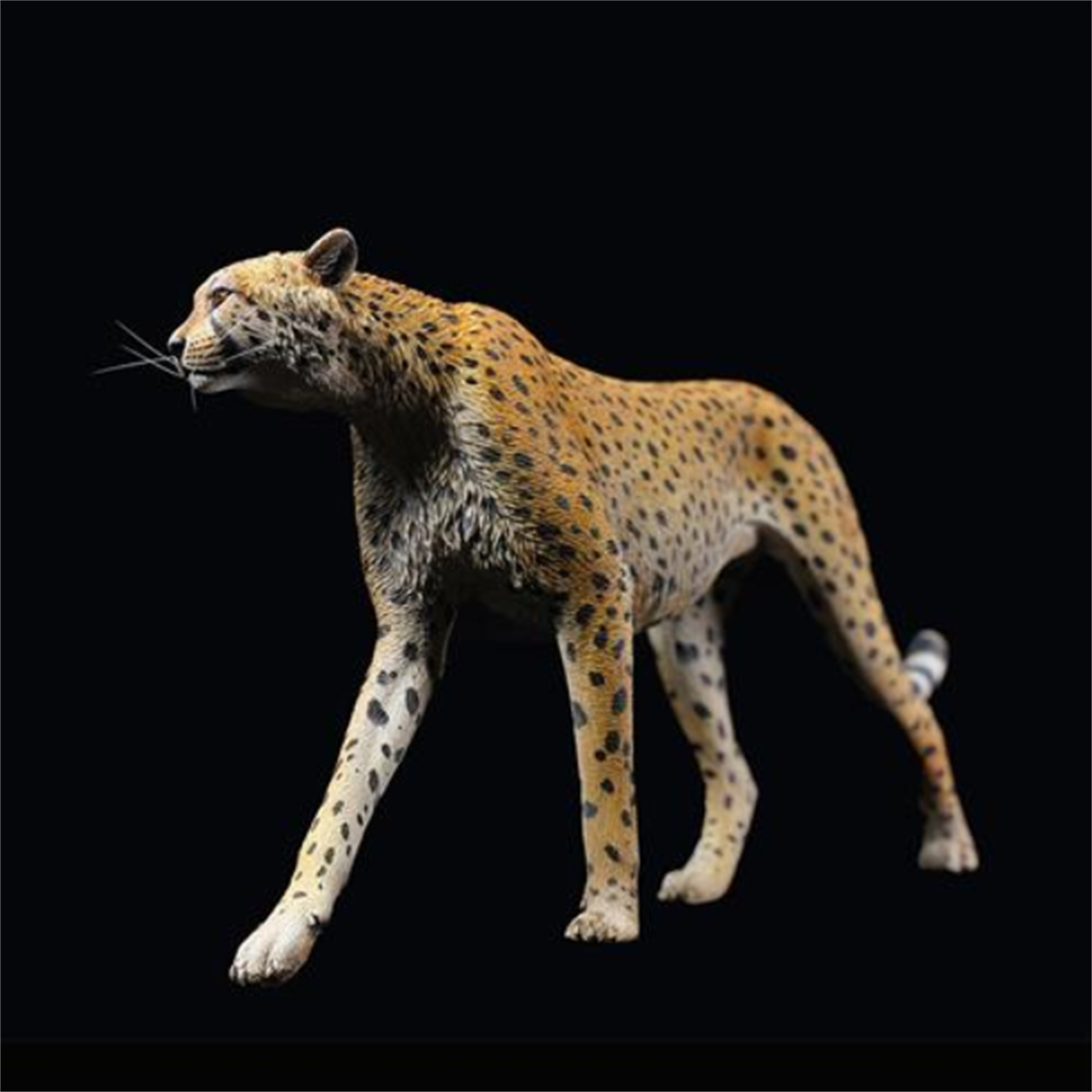 JXK 1/6 Acinonyx jubatus King Cheetha Model