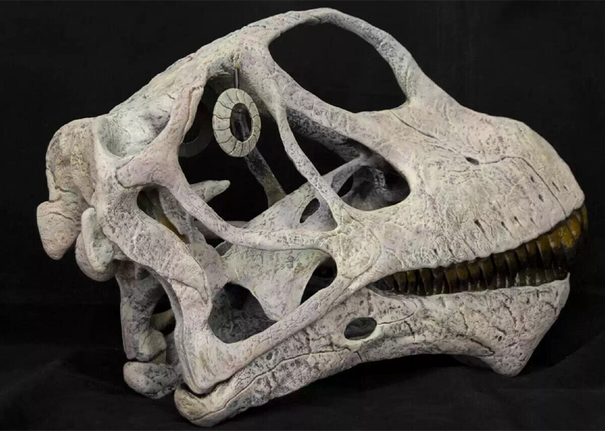 VWUVWU 1/1 Mamenchisaurus youngi Skull Model