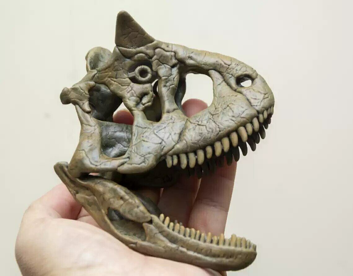 Carnotaurus Skull Model