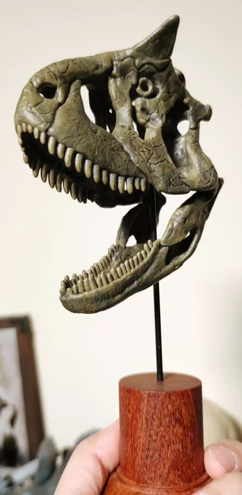 Carnotaurus Skull Model