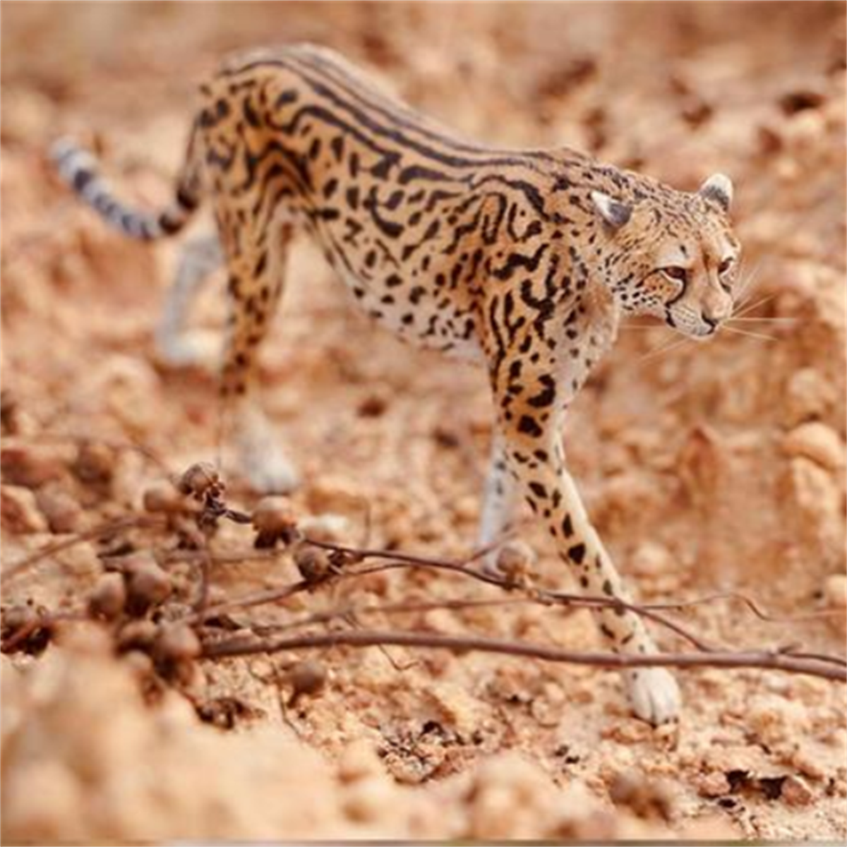 JXK 1/6 Acinonyx jubatus King Cheetha Model