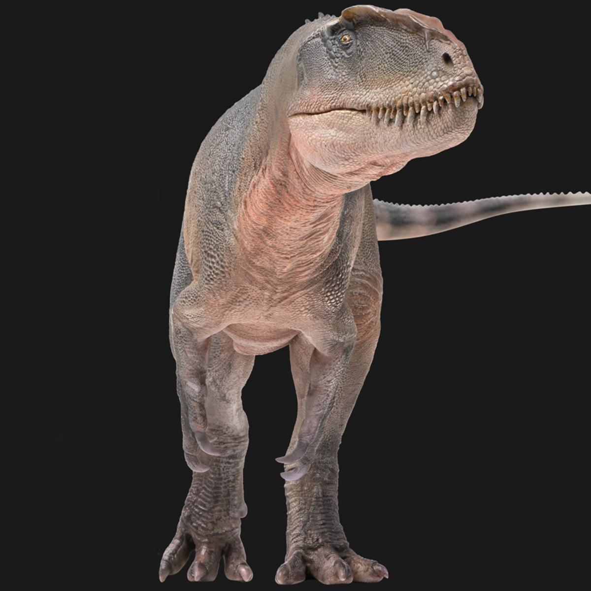 PNSO Sinraptor Xinchuan Figure