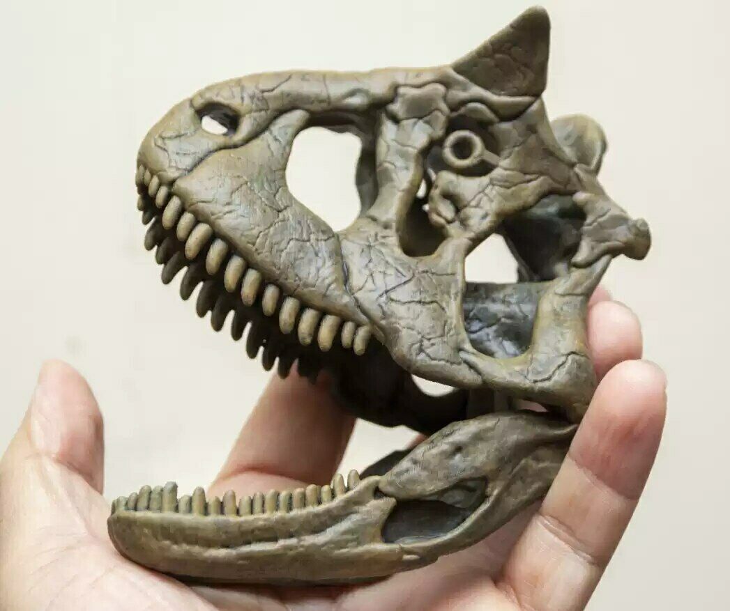 Carnotaurus Skull Model