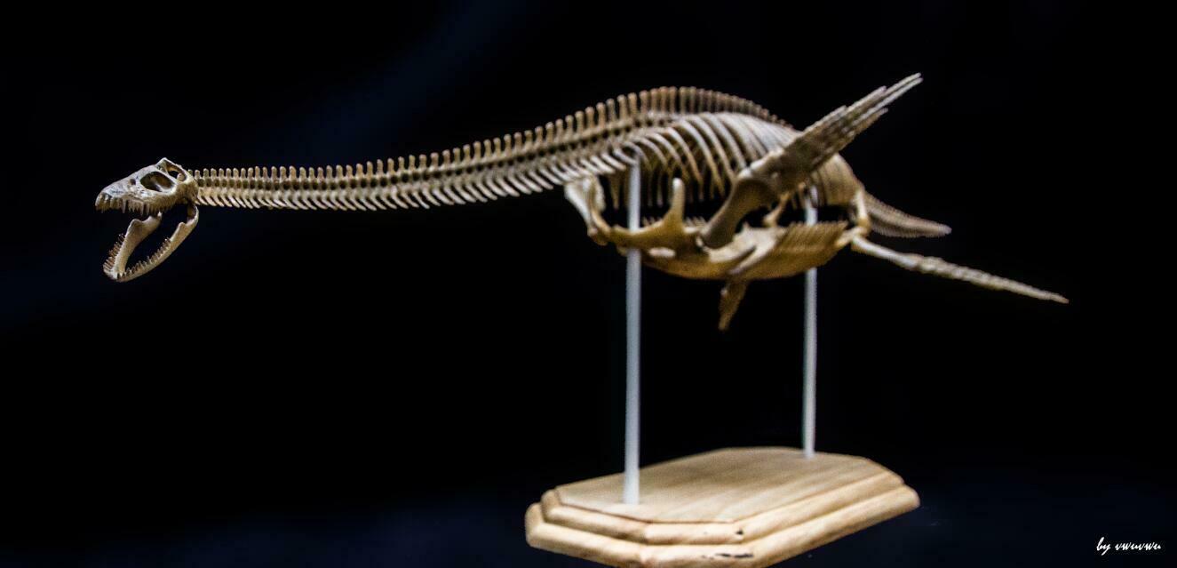 1/10 Muraenosaurus Skeleton Model