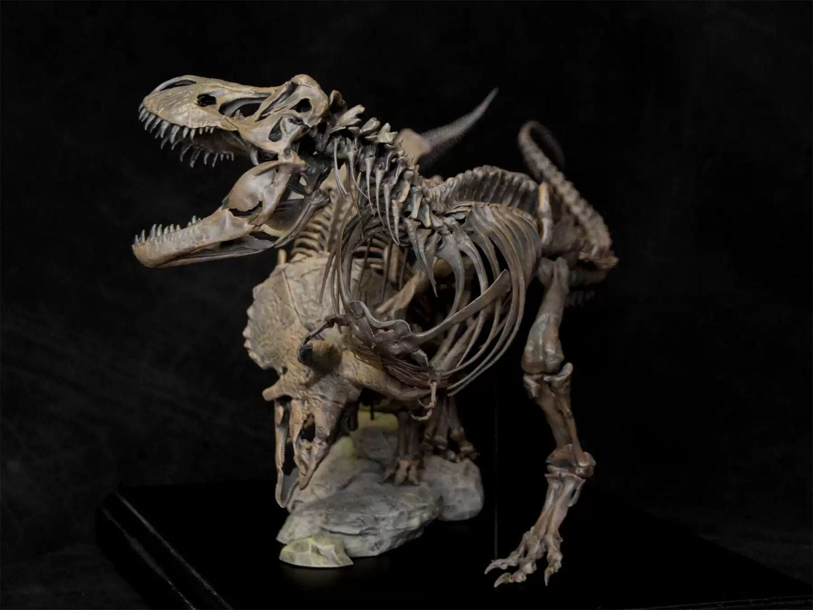 VWUVWU 1/20 Tyrannosaurus VS Triceratops Skeleton Model