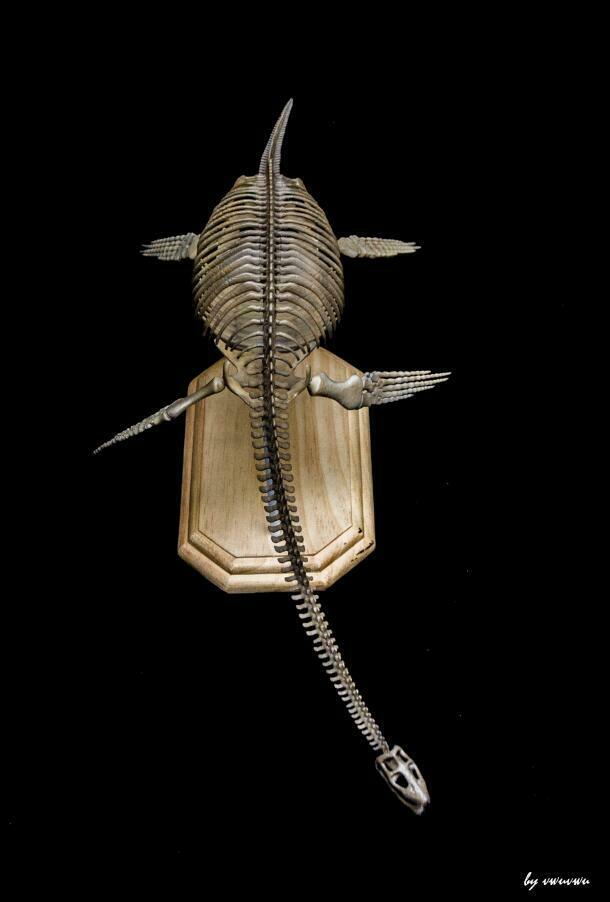 1/10 Muraenosaurus Skeleton Model