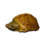 Animal Planet 08 Turtle Blind Box Model