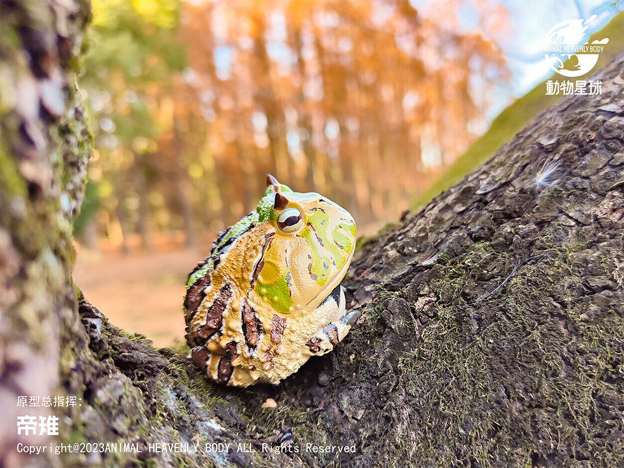 Animal Planet 13 Frog Blind Box Model