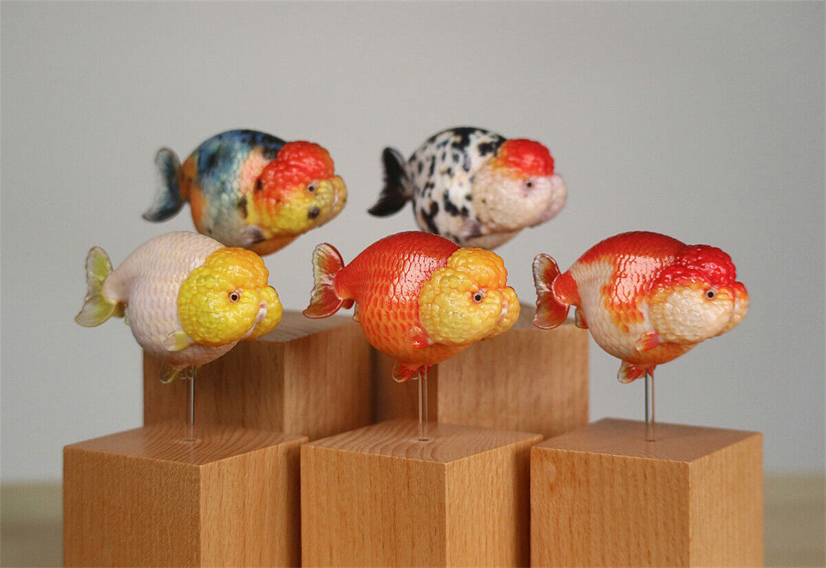 Lanshou Goldfish Model