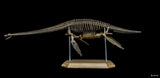 1/10 Muraenosaurus Skeleton Model
