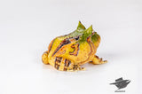 ESANSTOY Surinam Horned Frog Model