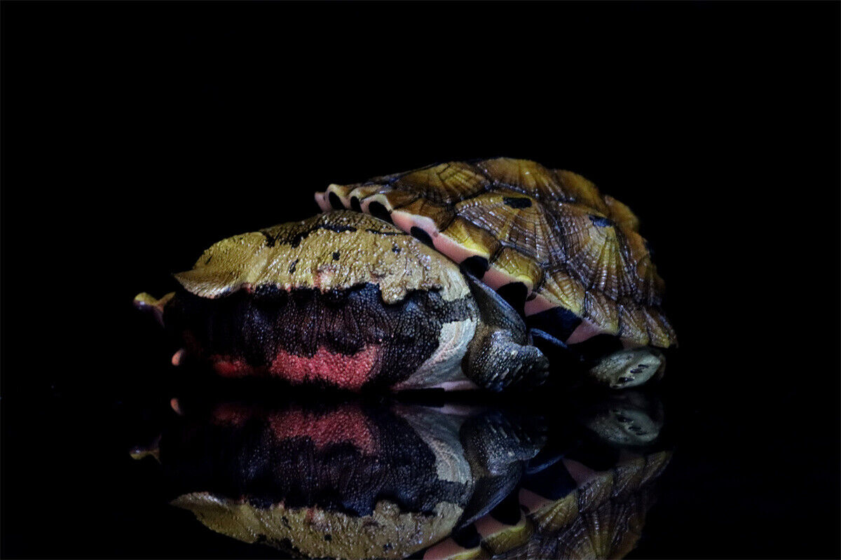 Animal Planet 08 Turtle Blind Box Model