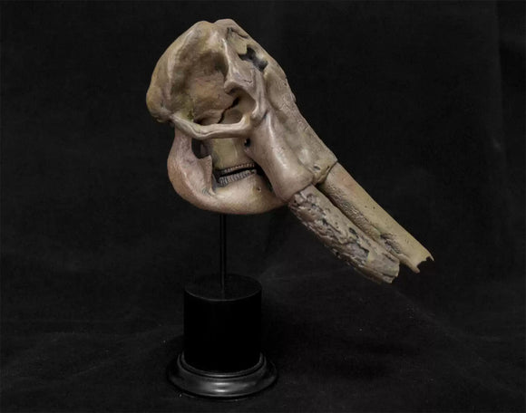 VWUVWU 1/20 Huanghe Flumen Stegodon Skull Model