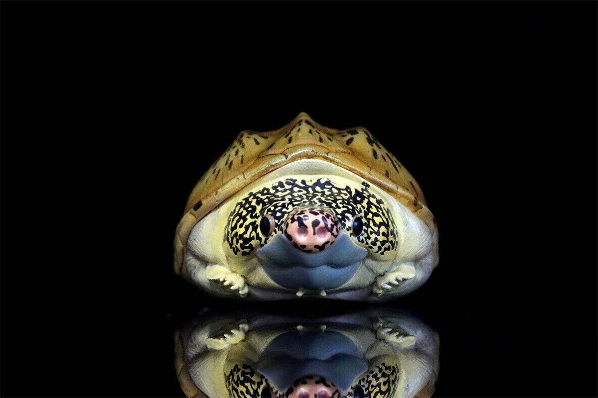 Animal Planet 08 Turtle Blind Box Model