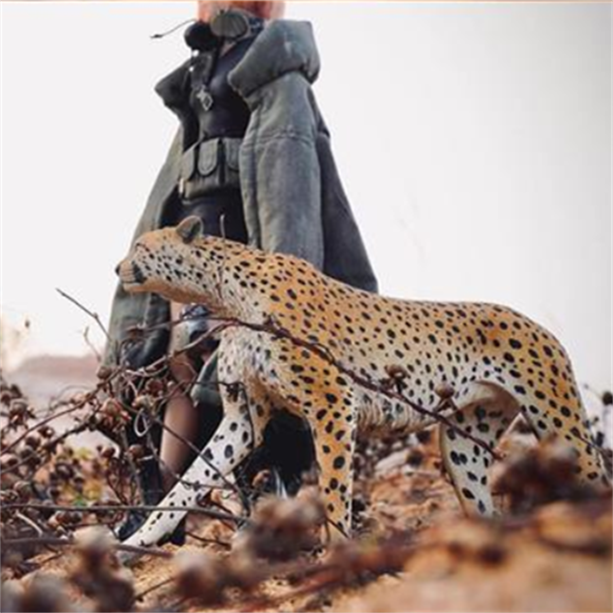 JXK 1/6 Acinonyx jubatus King Cheetha Model