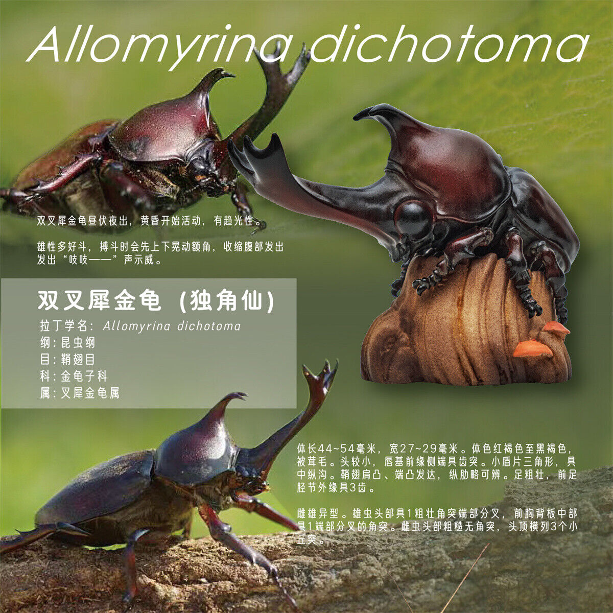 Animal Planet 07 Insect Blind Box Model