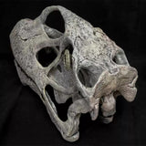 VWUVWU 1/1 Mamenchisaurus youngi Skull Model