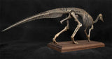 VWUVWU 1/20 Hypacrosaurus Skeleton Model