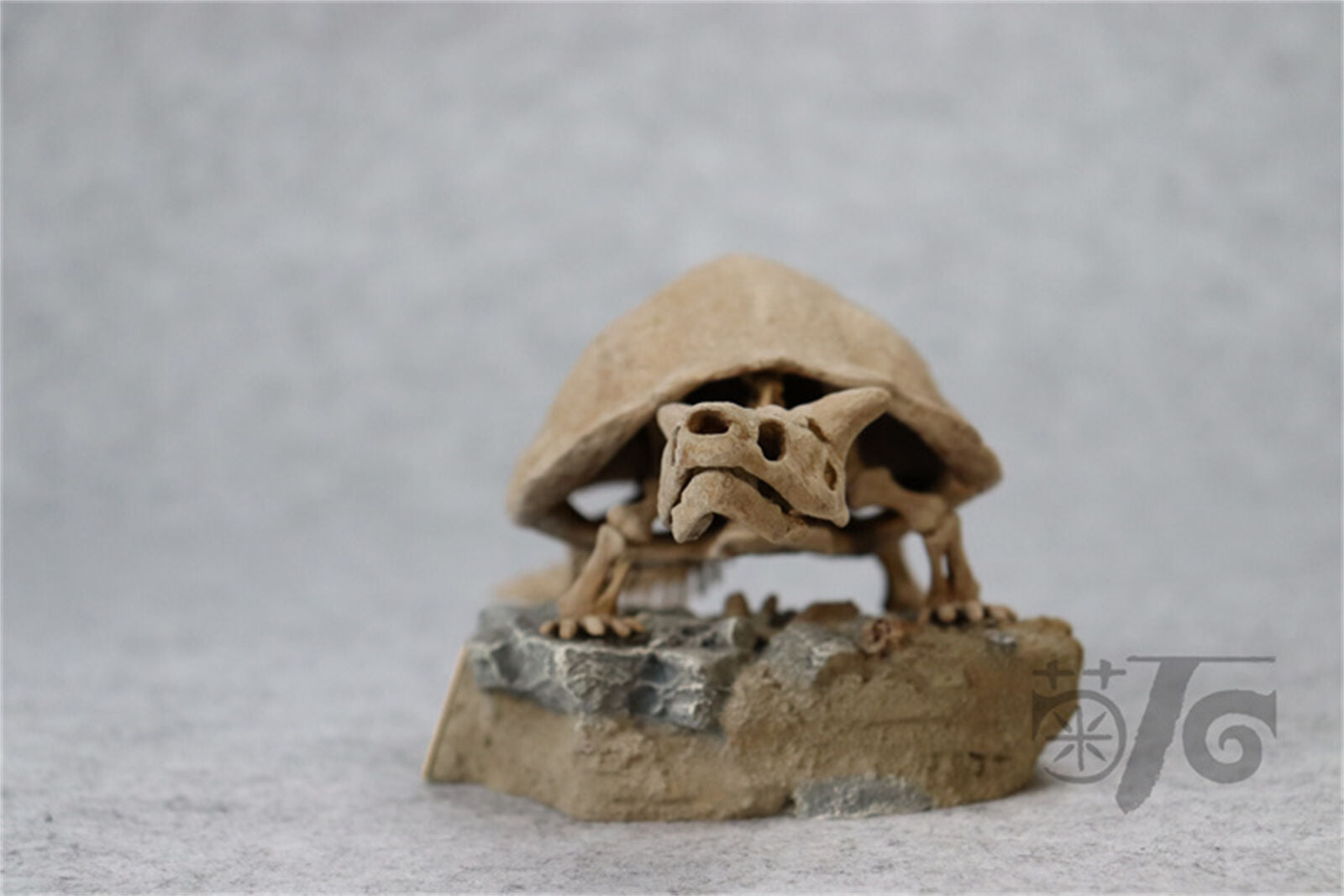 1/10 Meiolania Skeleton Model