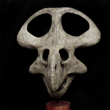 Protoceratops Skull Model