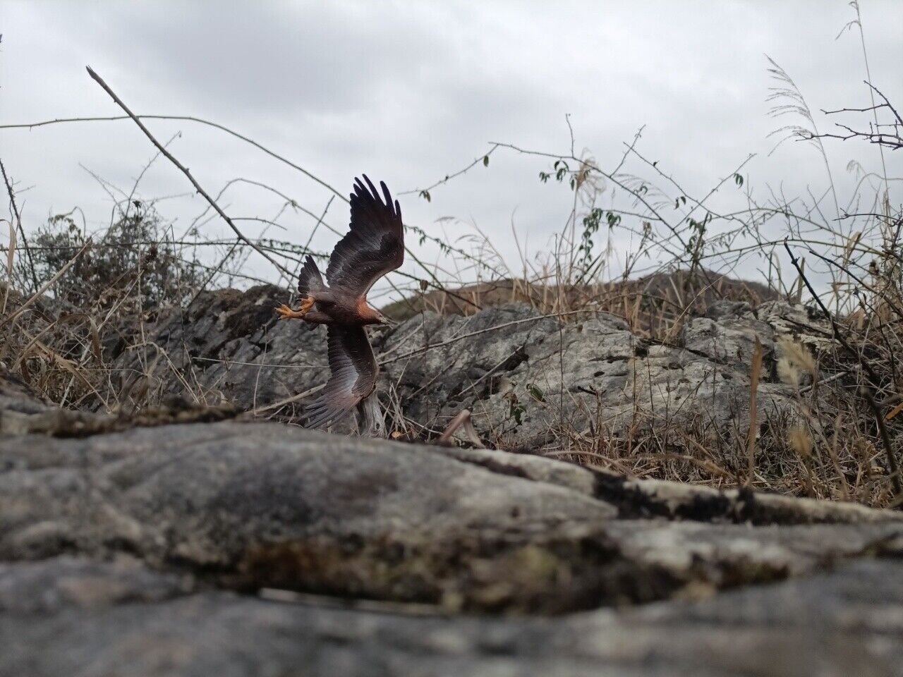 Aquila chrysaetos VS Vulpes Vulpes Model