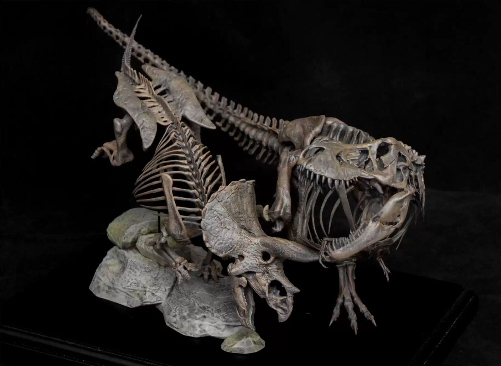 VWUVWU 1/20 Tyrannosaurus VS Triceratops Skeleton Model