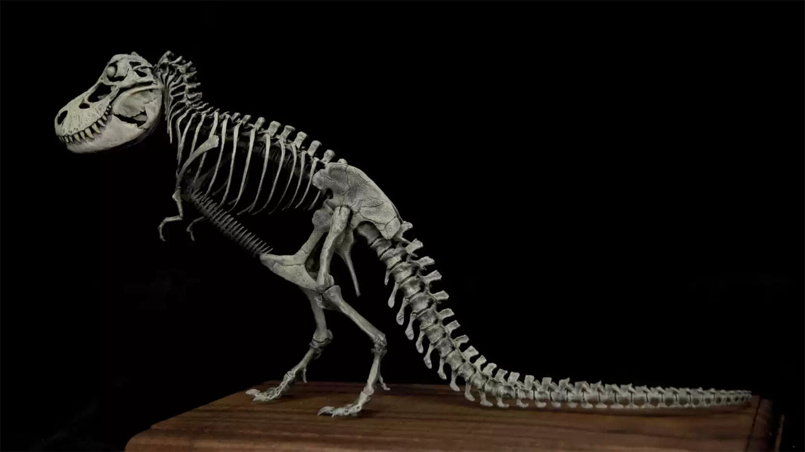 VWUVWU 1/35 Standing Tyrannosaurus Skeleton Model