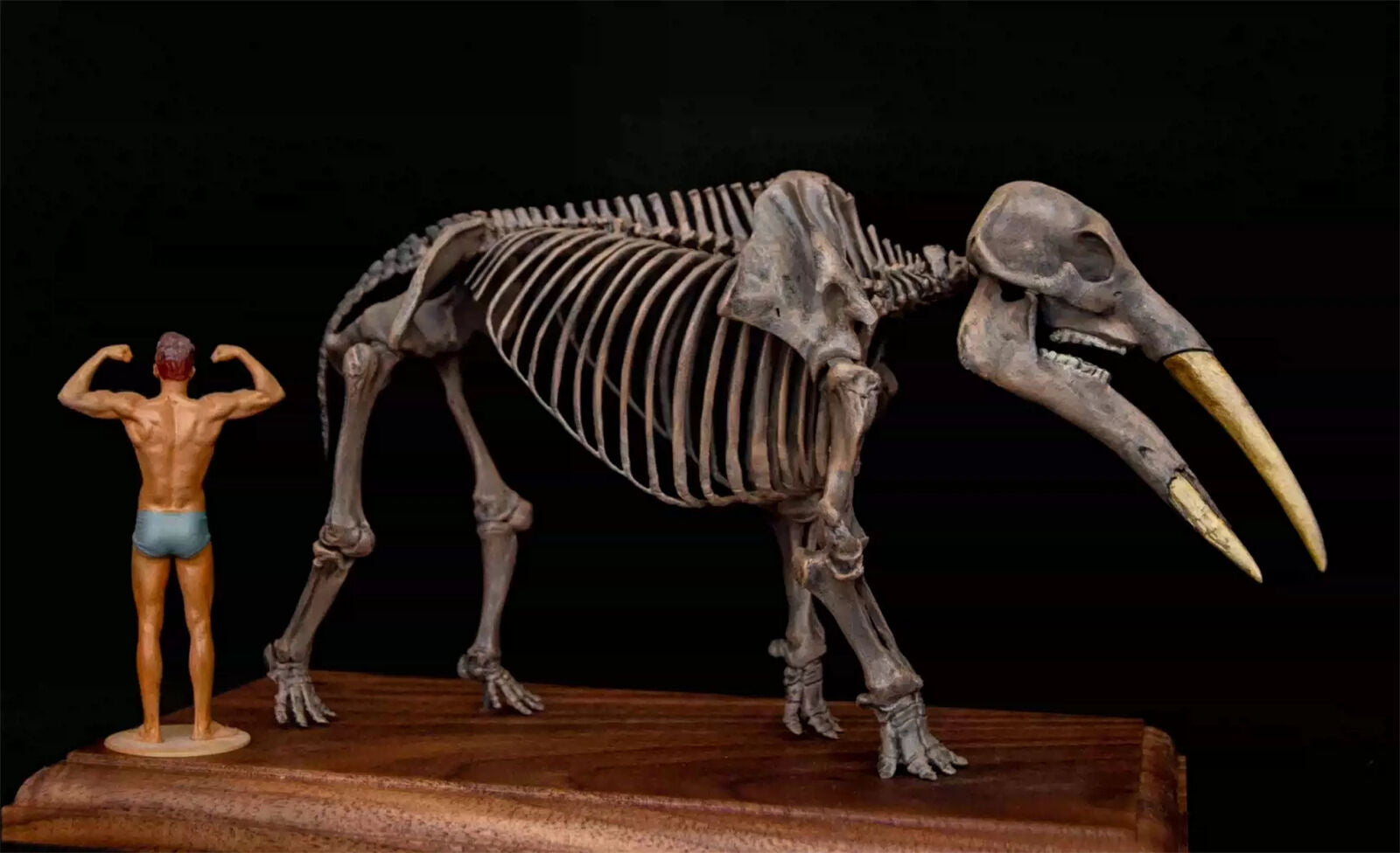 VWUVWU 1/20 Gomphotherium Skeleton Model