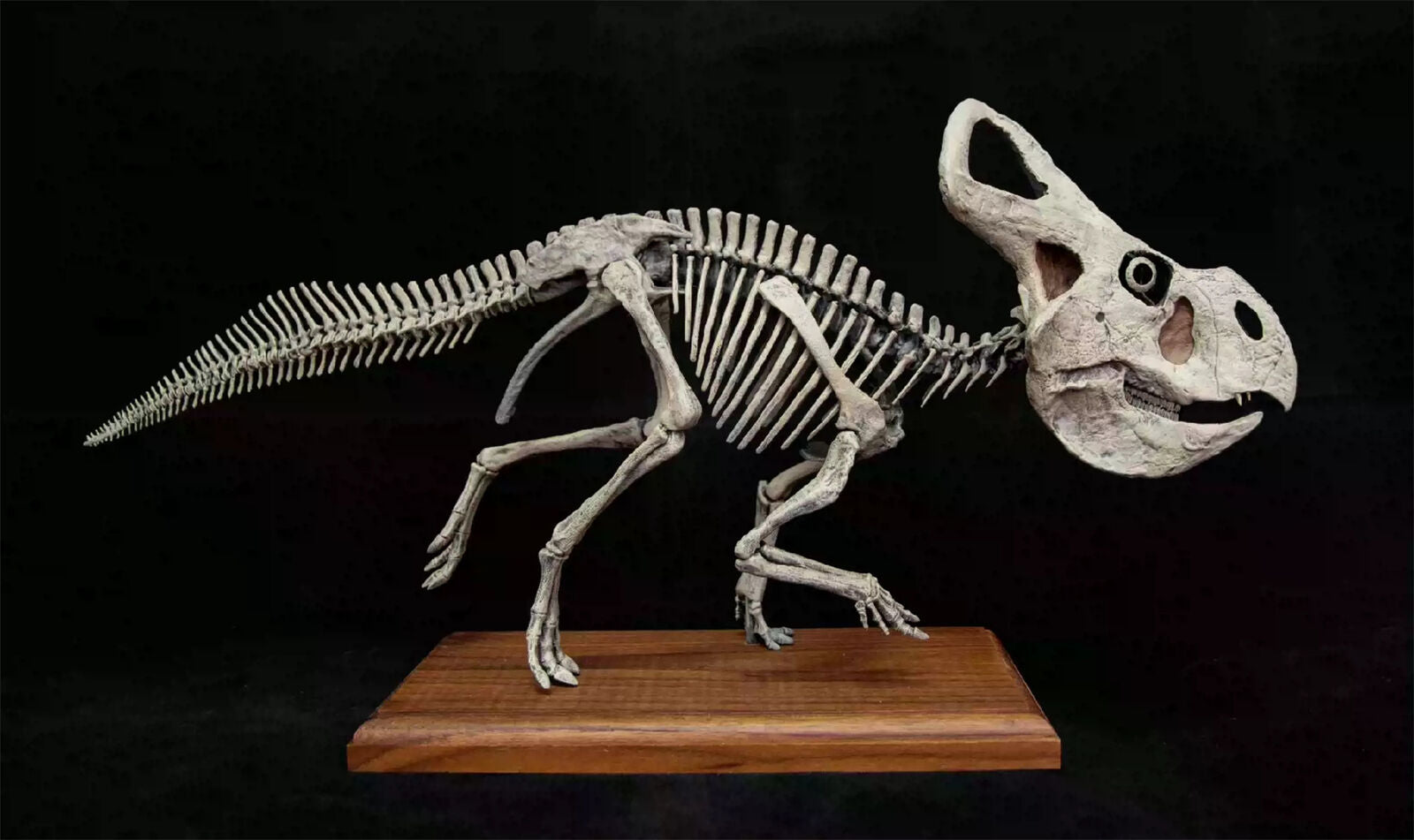VWUVWU 1/4 Protoceratops Skeleton Model