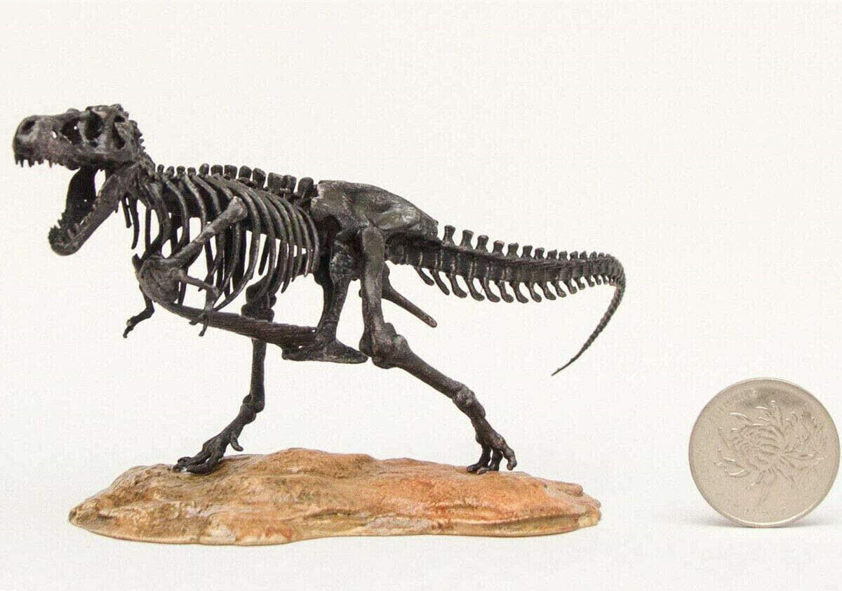 1/72 T-Rex Skeleton Model