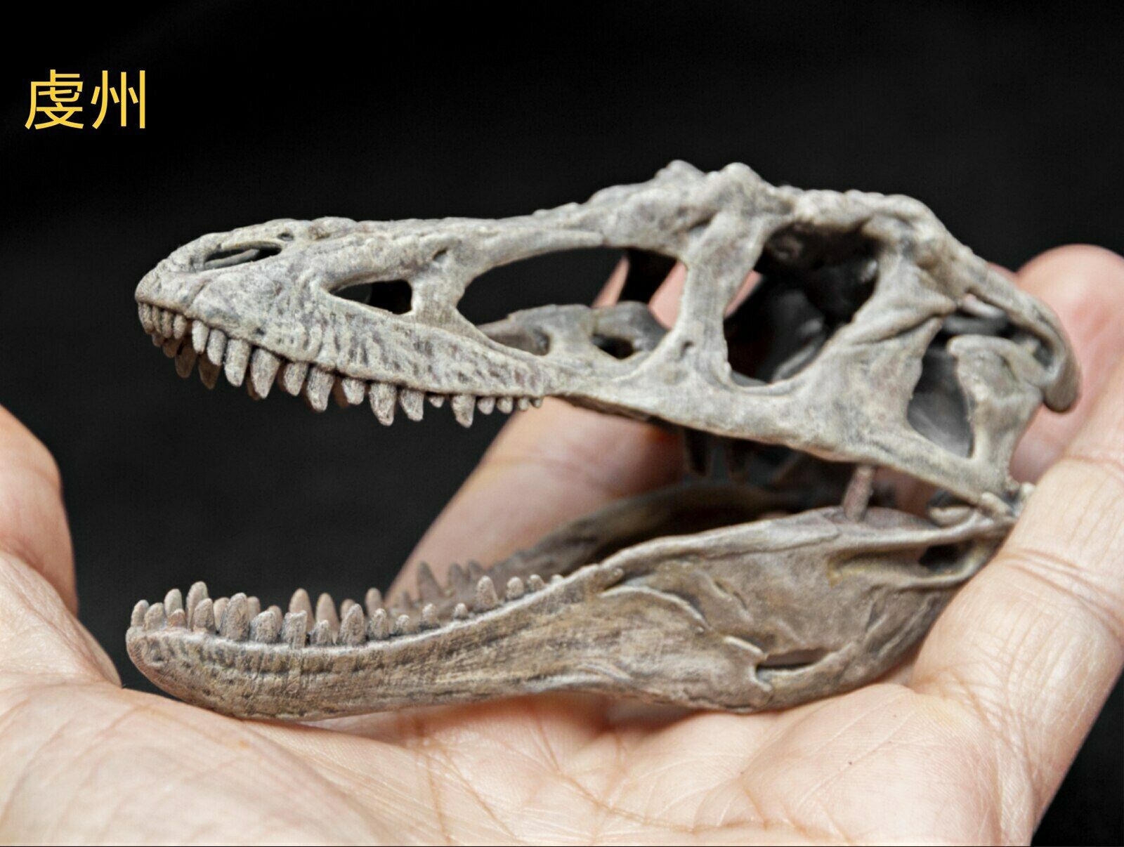 Tyrannosaurus Skull Model