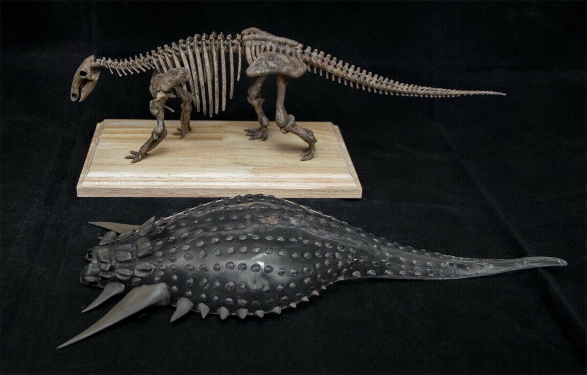 1/20 Edmontosaurus Model