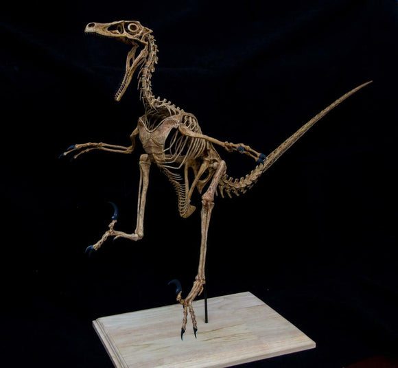 1/2 Velociraptor Skeleton Model
