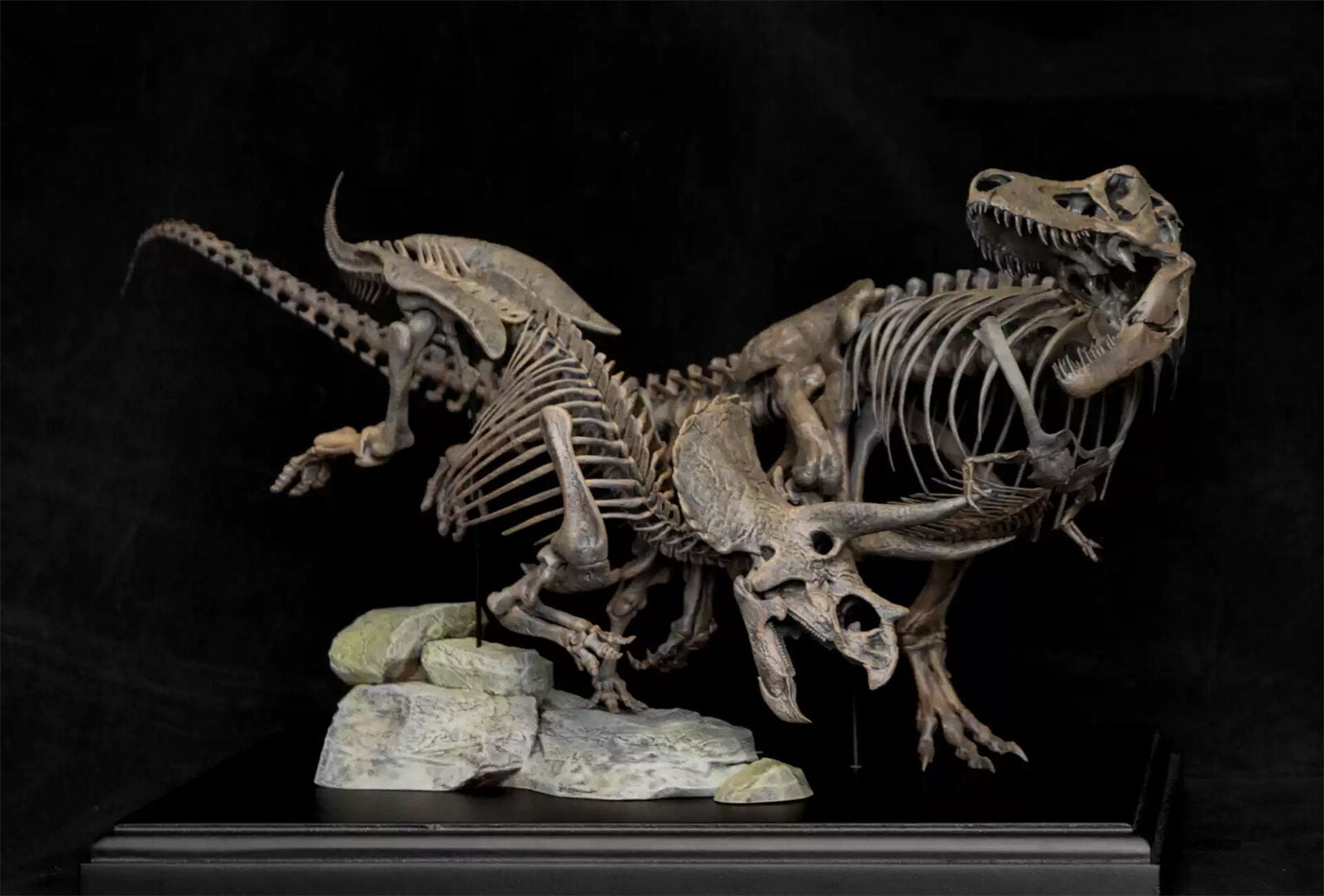 VWUVWU 1/20 Tyrannosaurus VS Triceratops Skeleton Model