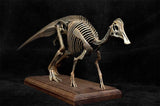 VWUVWU 1/20 Hypacrosaurus Skeleton Model