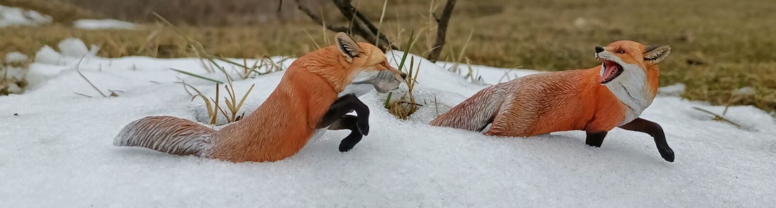Aquila chrysaetos VS Vulpes Vulpes Model