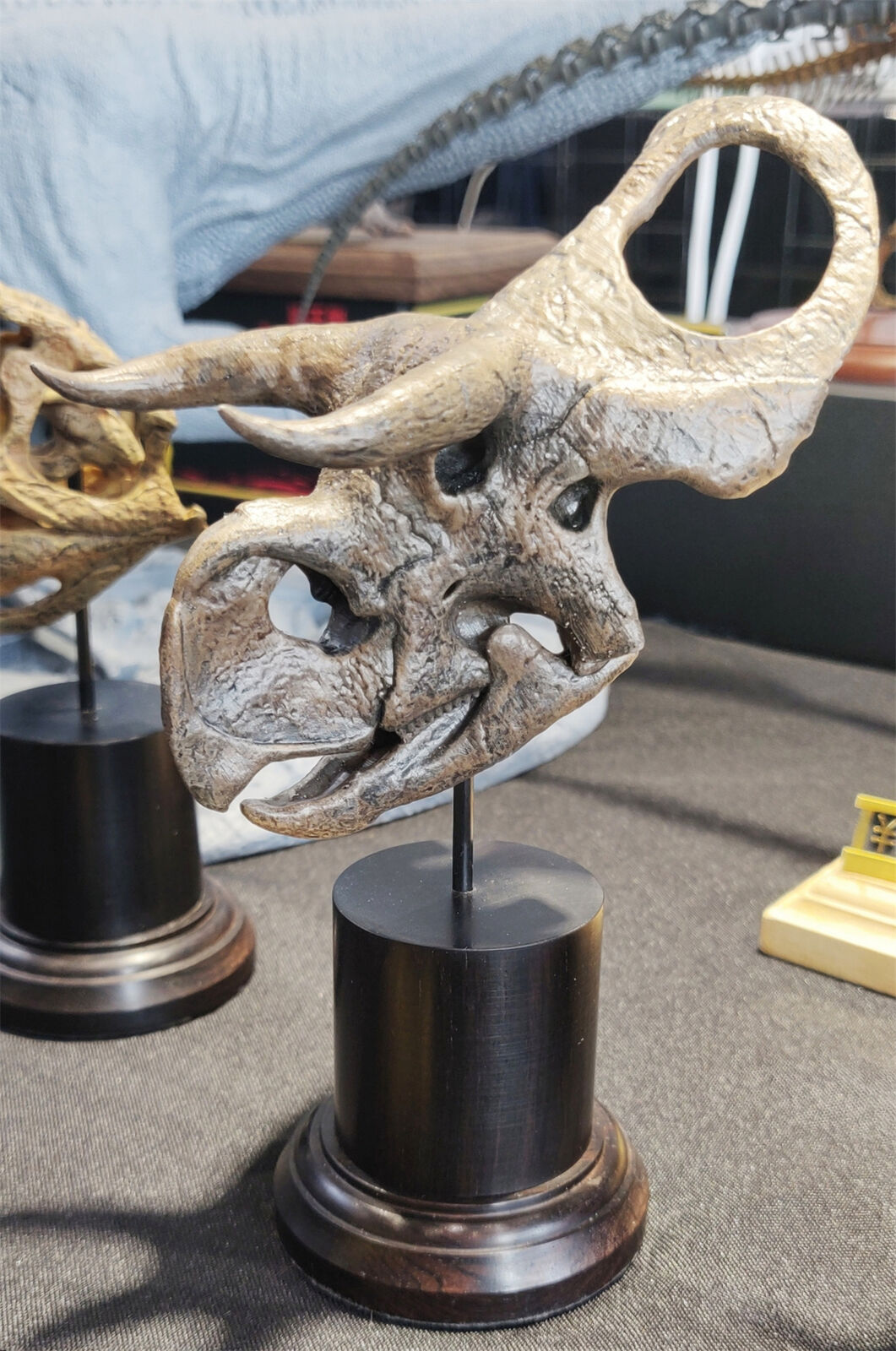 Nasutoceratops titusi Skull Model