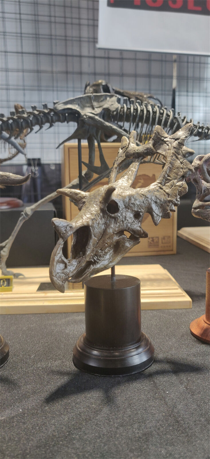 Spiclypeus Shipporum Skull Model