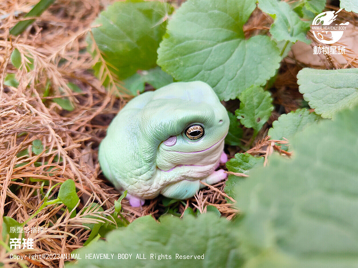 Animal Planet 13 Frog Blind Box Model